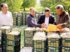از باغ تا بازار؛ حرکت تعاونی های میاندوآب به سمت تولید مستقیم و تنظیم بازار میوه