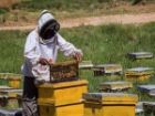 اجرای طرح سرشماری زنبورستان ها در شهرستان جویم
