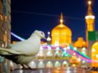 فیلم 100 ثانیه ای نزدیک تر در سالروز ولادت امام رضا (ع) منتشر شد