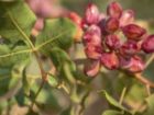 آغاز برداشت پسته در خوشاب؛ سومین قطب تولید پسته خراسان رضوی