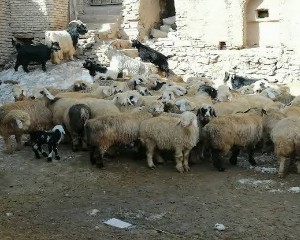 اصلاح نژاد، تغذیه و مدیریت بهداشتی، راهکاری برای دستیابی به گله های پربازده