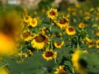 تأمین 19 هزار تن روغن خام آفتابگردان برای تقویت ذخایر راهبردی مازندران
