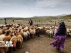 سهم 25 درصدی عشایر از تولید گوشت قرمز کشور