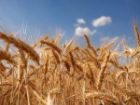 وعده پایان مهرماه برای پرداخت مطالبات گندم کاران لرستانی