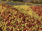 تداوم خرید سیب صنعتی در مراکز تعاون روستایی آذربایجان غربی