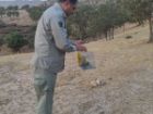 رهاسازی ۱۲ قطعه پرنده شکاری در طبیعت کوهدشت