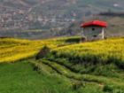 کشت کلزا در میاندورود آغاز شد