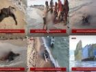 حملات عربستان به قایق های ماهیگیری در تعز؛ کشته شدن 8 ماهیگیر یمنی