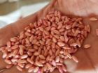 آغاز تأمین بذر گواهی شده گندم در شهرستان دلگان