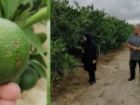 پایش هزار و 580 هکتار باغ نارنگی بهشهر برای مقابله با مگس میوه
