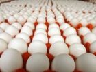 تولید 4700 تن تخم مرغ در مازندران