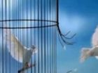آزادی یک زندانی هدیه ای که با همدلی جمعی ممکن شد