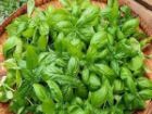 ریحان، سبزی خوراکی با خواص دارویی