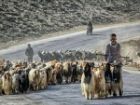 حمایت از عشایر مازندران با توسعه مشاغل مکمل و حذف واسطه ها