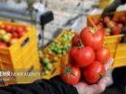 246 هزار تن گوجه فرنگی در آذربایجان غربی برداشت می شود