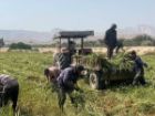 آغاز برداشت کنجد در شهرستان مهر فارس