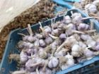 کشف 150 تن سیر احتکارشده در تالش