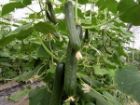 آغاز برداشت خیار گلخانه ای در منطقه توکهور وهشتبندی میناب