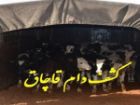توقیف محموله 8 میلیاردی قاچاق احشام در کوهدشت