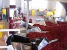 فعالیت 11 واحد فرآوری زرشک در خراسان جنوبی