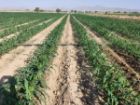 توسعه آبیاری قطره ای در کشت تابستانه باغملک