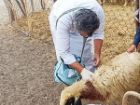 واکسیناسیون بیش از 3400 رأس دام در مناطق روستایی و عشایری مهرستان