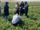 مبارزه بیولوژیک با آفات در مزارع گوجه فرنگی میاندوآب
