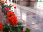 برگزاری آئین مهمانی لاله ها در استان بوشهر