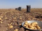 نرخ 55 هزار تومانی مبنای عرضه سیب زمینی درب سردخانه است