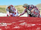 سماق هوراند در آستانه ثبت ملی جغرافیایی محصول