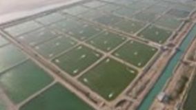 صادرات 9 هزار تن میگوی پرورشی استان بوشهر در سال جاری