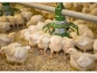 جوجه ریزی در کاشمر از 2 میلیون قطعه گذشت