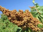 بیله سوار قطب مستعد «سماق» در شمال غرب کشور