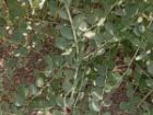 کبر؛ گزینه تازه گلستان برای احیای اراضی کم بازده