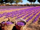 کشت گیاهان دارویی اصفهان بیش از 10 هزار هکتار