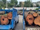 دستگیری 6 عضو باند قاچاق چوب در جنگل های غرب مازندران