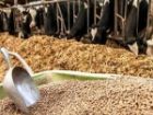 ذخایر نهاده و گوشت مرغ مازندران در وضعیت مطلوب