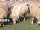 پرورش 10 هزار راس گوسفند مغانی در طرح اصلاح ژنتیکی در اردبیل