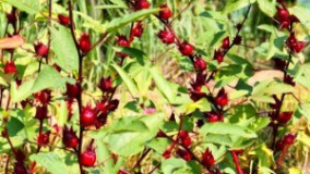 رونق تولید چای ترش در لنده کهگیلویه و بویراحمد