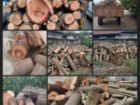 کشف 10 تن چوب قاچاق در شهرستان جویبار