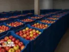 سیب مراغه رتبه نخست کیفیت در کشور را دارد