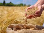 خرید تضمینی گندم در کردستان از مرز 500 هزار تن گذشت