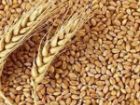 آغاز فعالیت ایستگاه بوجاری بذر گندم در شهرستان کازرون