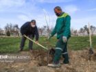 پویش ملی نهال کاری همزمان با روز ملی روستا و عشایر برگزار می شود