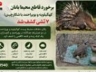 برخورد قاطع محیط بانان کهگیلویه و بویراحمد با شکارچیان؛ 7 تشی کشف شد