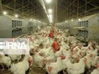 پایش آنفلوانزای پرندگان برای 11 میلیون قطعه طیور در قزوین