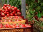 گوجه فرنگی پخته شده خطر سرطان پروستات را کاهش می دهد