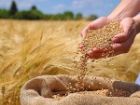 تأمین بذر اصلاح شده برای کشت پاییزه در کهگیلویه و بویراحمد