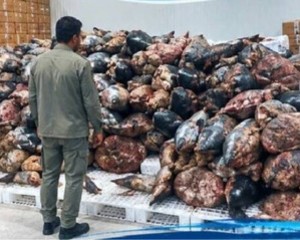 کشف بیش از 390 قطعه کوسه ماهی در بندرخمیر با ارزش 153 میلیارد ریال