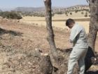 قطع غیرمجاز درختان در اسلام آبادغرب بدون اغماض پیگیری می شود